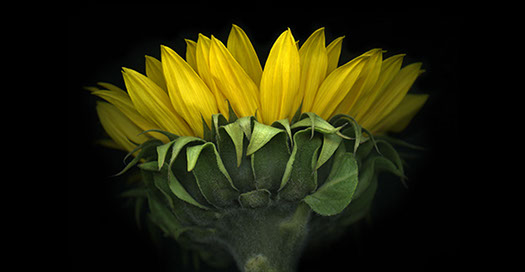Sunflower by Tom Cutitta